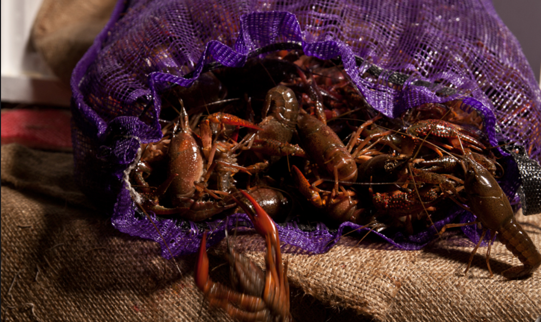 Live LA Crawfish for Local Pick-up only / 30 pound Sack